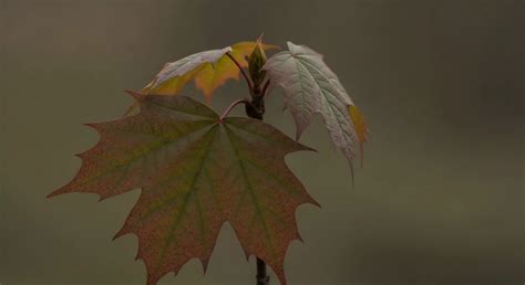 What Is the "DDT Dilemma" in Public Health versus Environmental