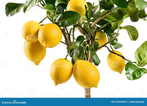 Close Up On Ripening Yellow Lemons On An Ornamental Potted Tree Stock