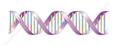 Illustration Of The Dna Double Helix Molecule Stock Image C0500716