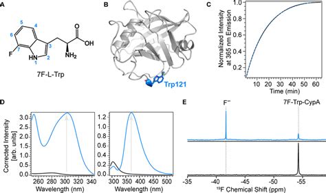 Photoactivation Of F Trp Cypa A Chemical Structure Of F L Trp The