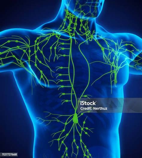 ilustrasi sistem limfatik manusia foto stok  gambar