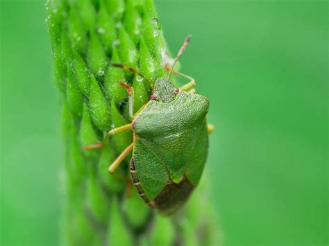 Shield bugs and stink bugs, not so welcome in the garden!