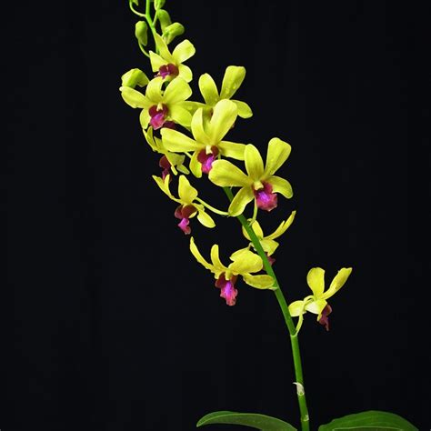 Buy Orchid Dendrobium Ot Flask Amthai Orchids Online