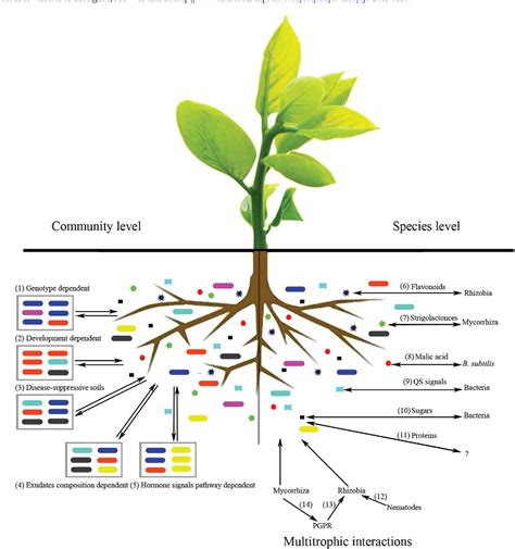 Rhizosphere Interactions Root Exudates Microbes And Microbial