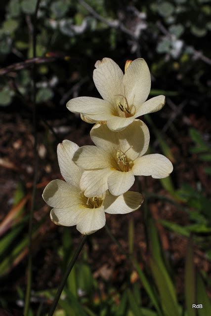 Tritonia Gladiolaris Lam Goldblatt J C Manning Jb B Flickr