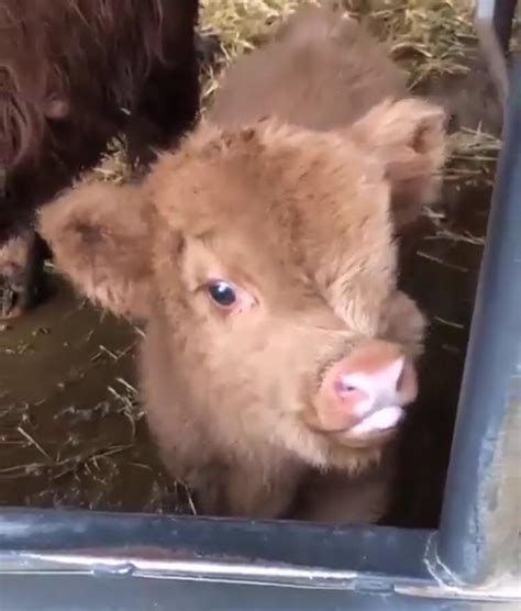 The Fluffiest Cow Sub Reddit In The World