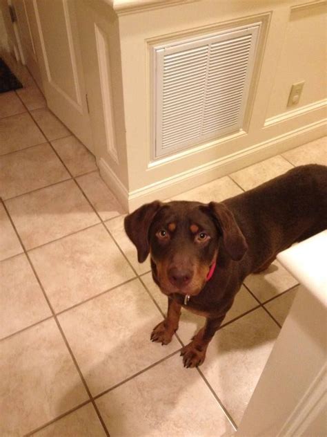 Adopt Scooter On Petfinder Chocolate Labrador Retriever Doberman Mix