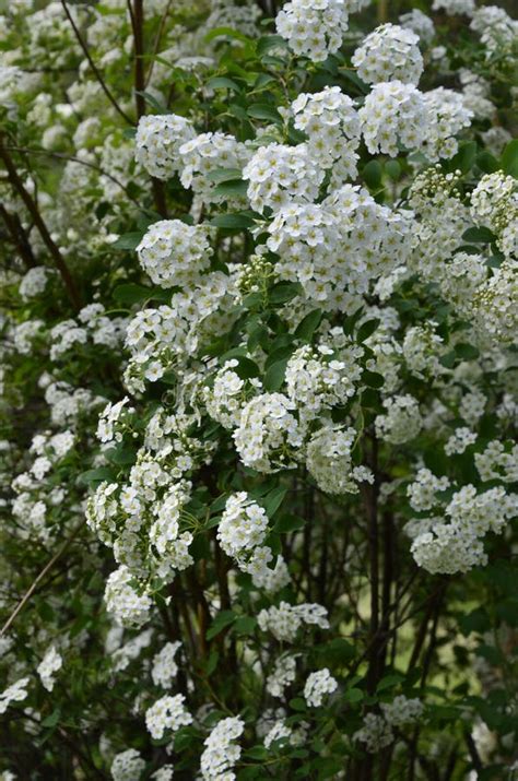 Witte Spirea Bloeit In Prachtige Heggen Stock Foto Image Of Gevoelig