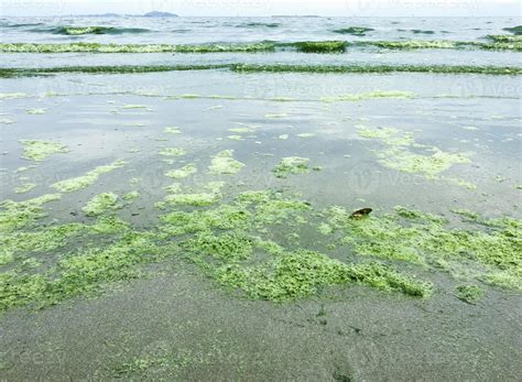 algae bloom at sea 21451815 Stock Photo at Vecteezy