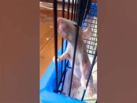 лысая крыса изучает клетку 🐀 #катинтеремок #животные #преданность # ...