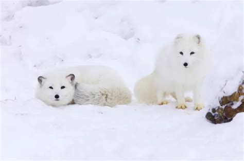 ᐅ Arctic Fox Food Chain | Understanding Their Role