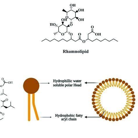 Structure Of Biosurfactant Download Scientific Diagram