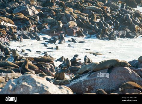 Cape Fur Seal Arctocephalus Pusillus The Female Cow Is Smaller And