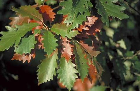 Swamp Chestnut Oak Leaves