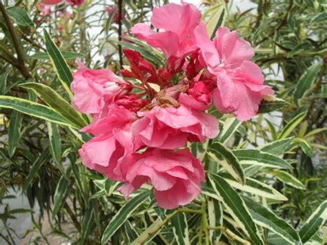 Nerium Oleander Variegated Double