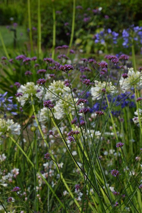 Agapanthus Topper Voor De Tuin Blog Laurence Machiels Journalist