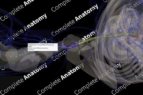 Posterior Circumflex Humeral Vein (Left) | Complete Anatomy