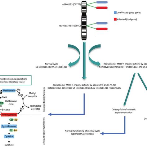 Effects Of Mthfr Polymorphisms On Male Fertility The Mthfr Gene