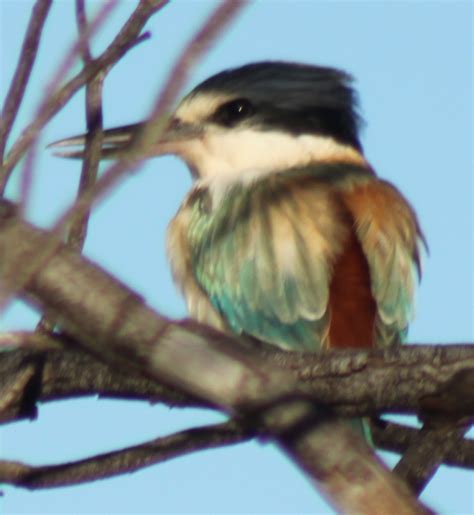 Richard Waring's Birds of Australia: Red-backed Kingfisher