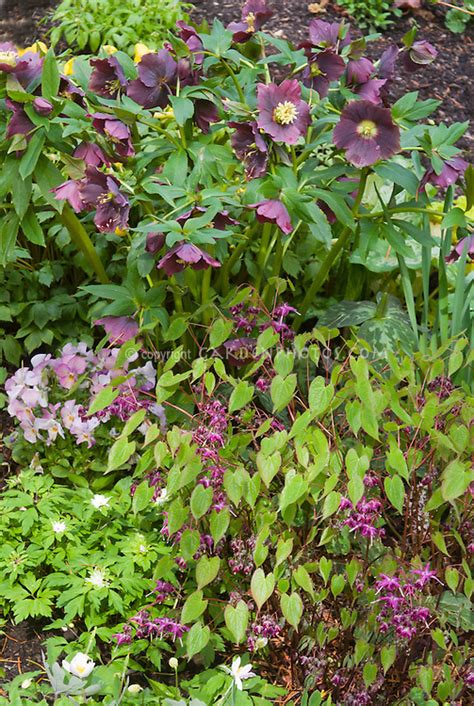 Helleborus Brandywine Hellebore Epimedium Violet Princess Viola