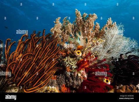 Colored Coral Reef Ambon Moluccas Indonesia Stock Photo Alamy