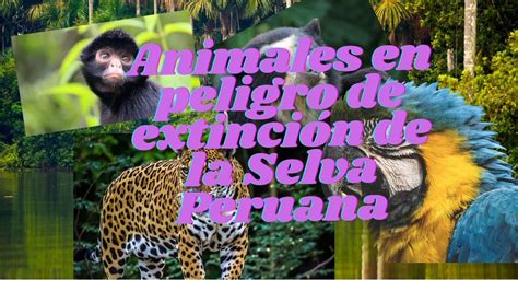 Animales en peligro de extinción en la selva peruana YouTube