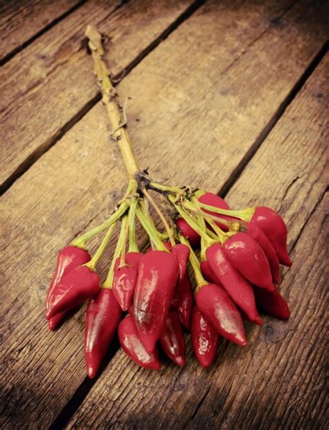 Bunch Of Red Hot Pepper Premium AI Generated Image