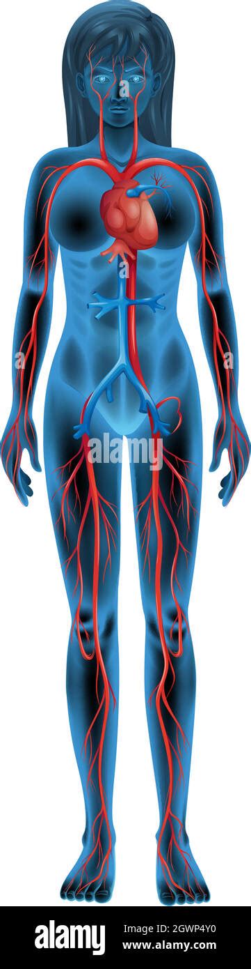 Arterien Venen Kreislaufsystem Fotos Und Bildmaterial In Hoher
