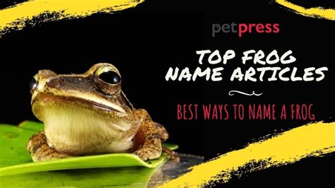 65 Funny Frog Names | Frog Name Ideas That Are Hilarious!