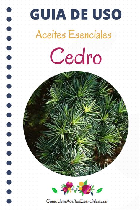 Como Usar El Aceite Esencial De Cedro Aceite Aceite Esencial De