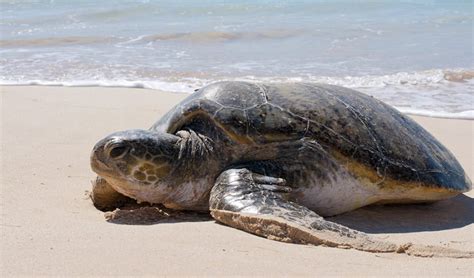 Highway One: turtle mating season - Australian Geographic