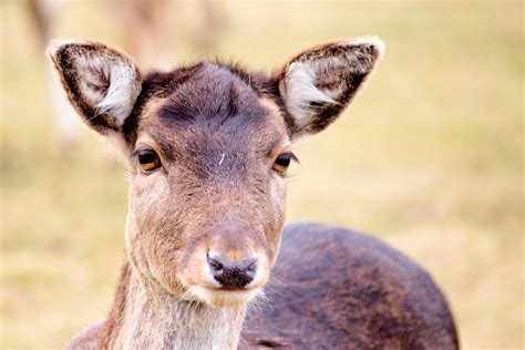 Kostenlose foto Natur Tier Tierwelt Hirsch Säugetier Fauna