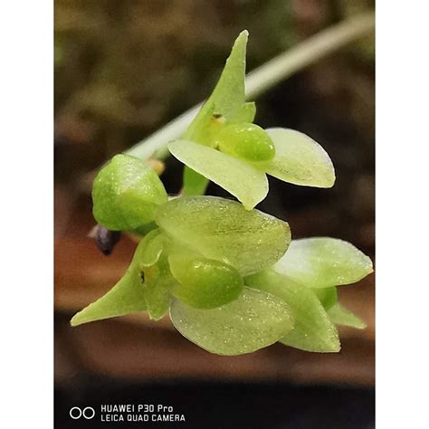 Orchid Bulbophyllum Xylophyllum Shopee Malaysia