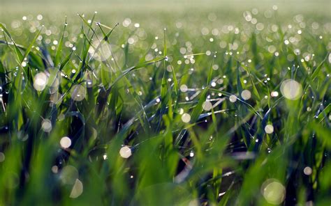 Download Nature Grass HD Wallpaper