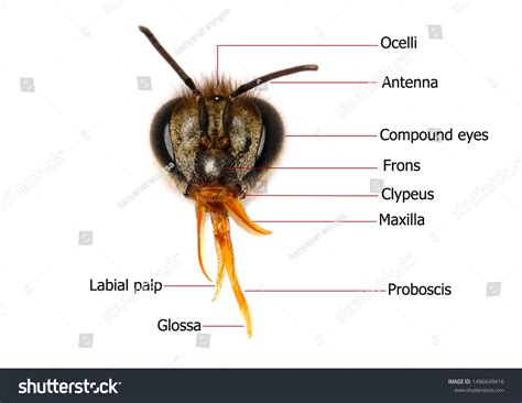 Head Anatomy Apis Mellifera Honey Bee Stock Photo (Edit Now) 1496649416