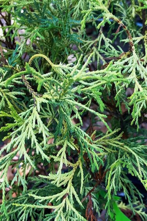 Chamaecyparis Pisifera Yadkin Gold Golden Cypress Maple Ridge Nursery