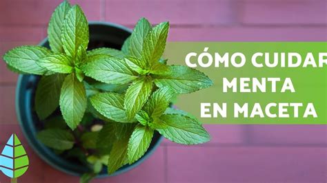 Guía completa de cuidados de la planta de cúrcuma consejos expertos