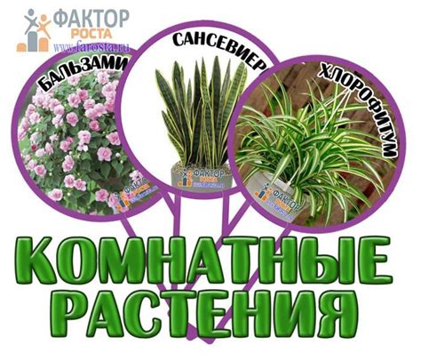 Маркировка: Комнатные цветы в детском саду и школе
