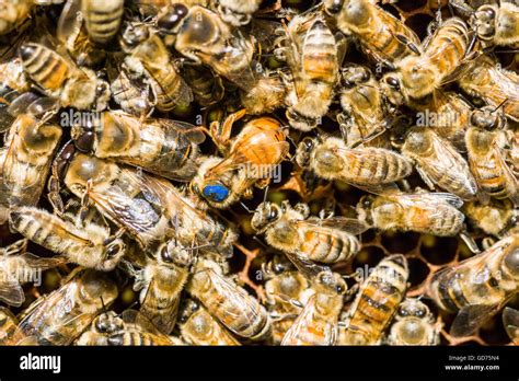 Coloniy mit blau markierten Königin Krainer Honigbienen Apis