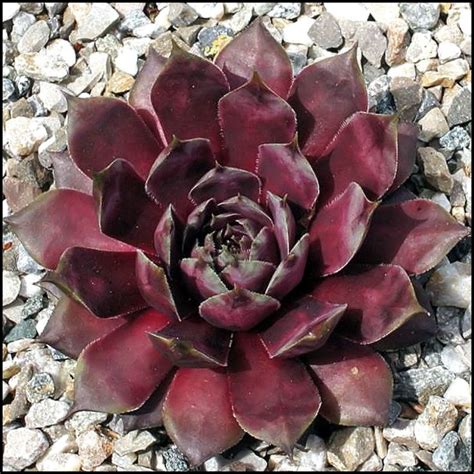 Blaues Blut Sempervivum Succulents Plants