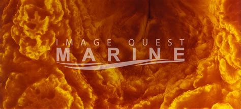 Special Effects Image Quest Marine