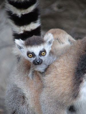 Ring Tailed Lemur Creationwiki The Encyclopedia Of Creation Science