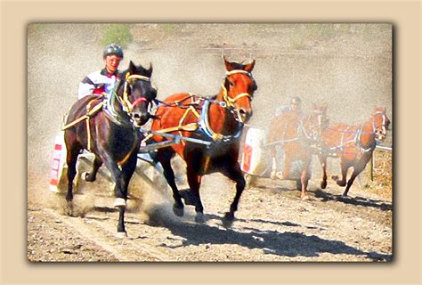 Chariot Race at Barrier Fall Fair - Sport - Photo.net