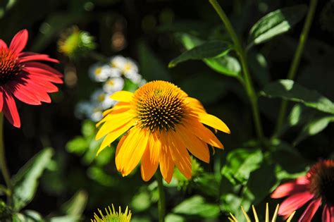 Coneflower Amarelo Jardim Foto Gratuita No Pixabay Pixabay