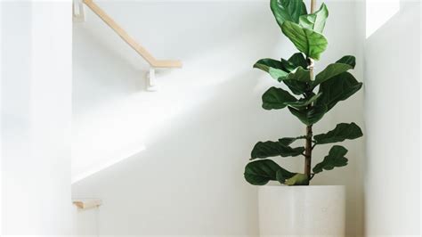 How to Grow and Care for Ficus Lyrata (Fiddle Leaf Fig)