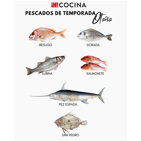 Guía de pescados de temporada cómo conocerlos y cocinarlos