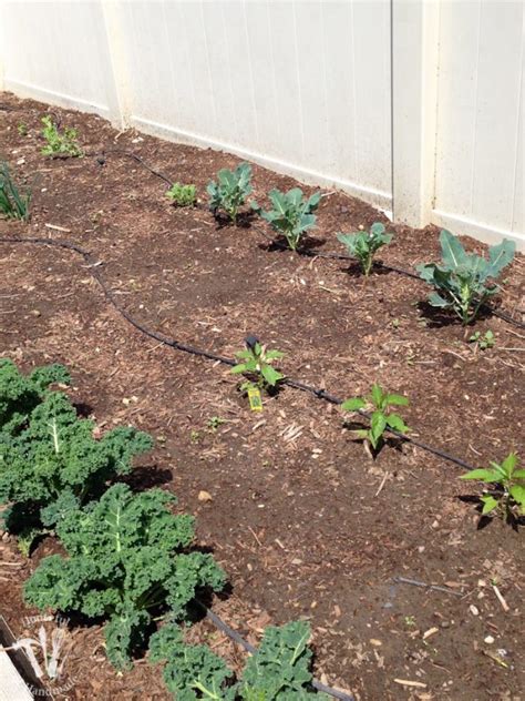 10 Reasons To Plant A Vegetable Garden Houseful Of Handmade