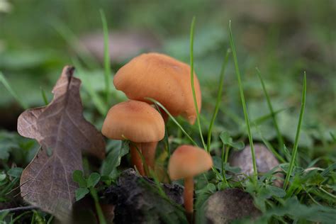 Mushrooms Jean Ost Flickr