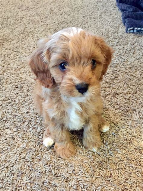 Griffey At 8 Weeks Old Animals Cavapoo Dogs