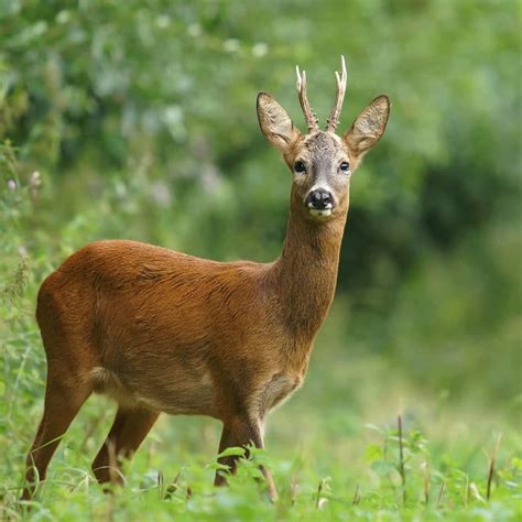 DIY Deer Repellent - Elite Tree Care